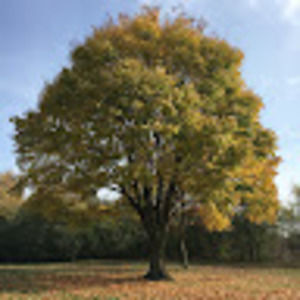 Meet your Posher, Chae lynn